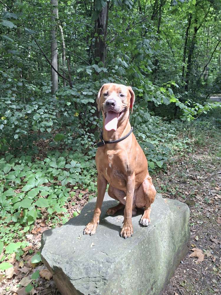 Hundetreffen-Murphy sucht freunde-Profilbild