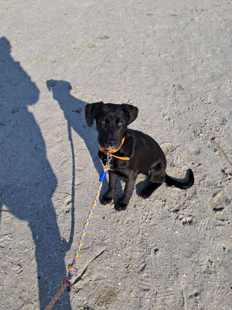 Hundetreffen-Hundefreunde gesucht-Profilbild