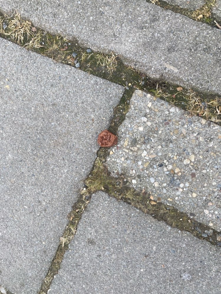 Giftköder-Giftköder in der Konradsiedlung-Profilbild