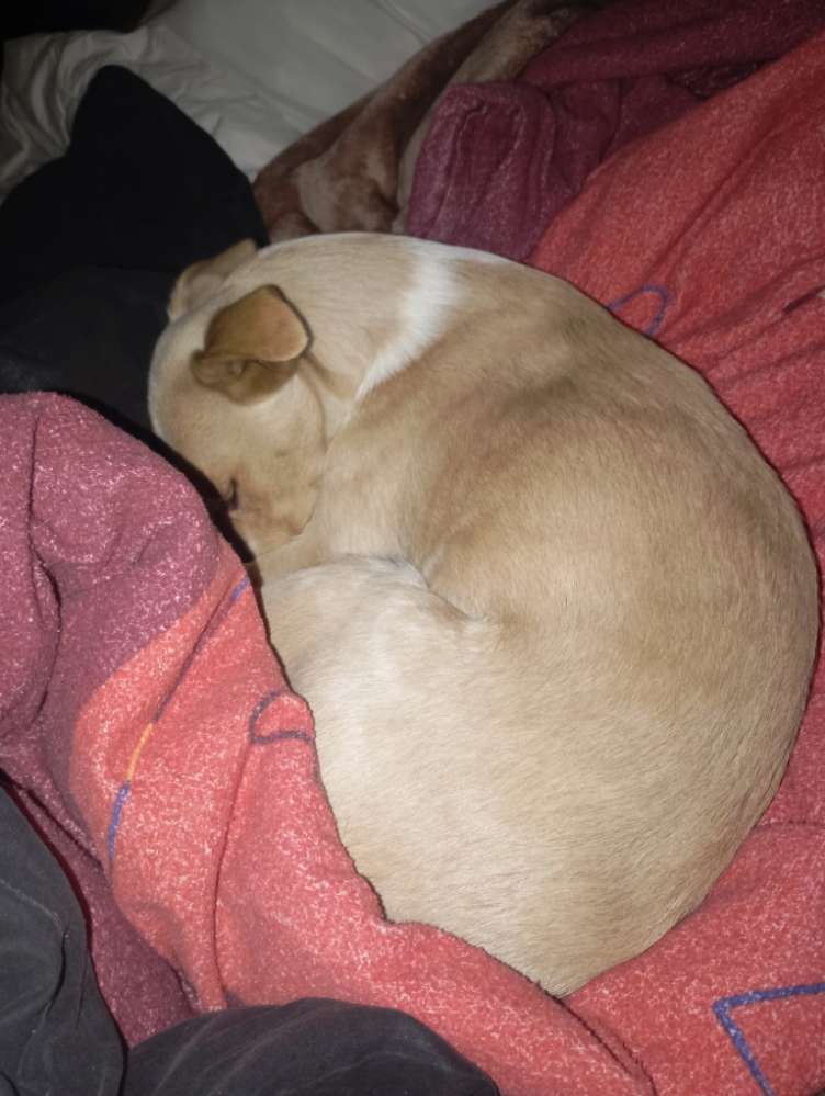 Hundetreffen-Spaziergang an der Leine ohne Kontakt-Profilbild