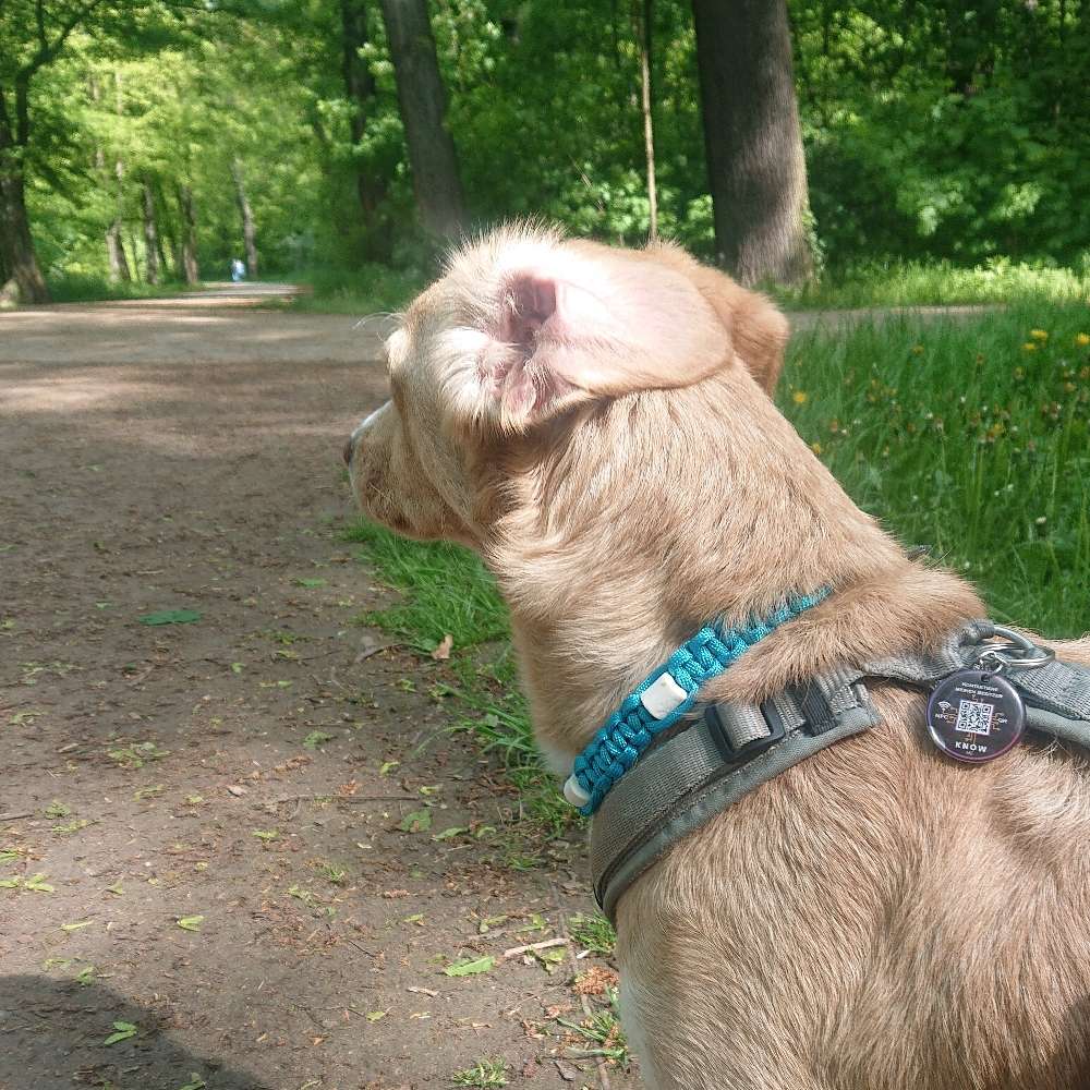 Hundetreffen-Training im Sinne des Hundes-Profilbild