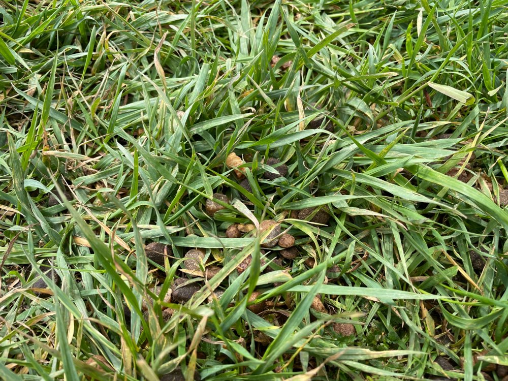 Giftköder-Große Menge an verstreuten Leckerlis-Profilbild