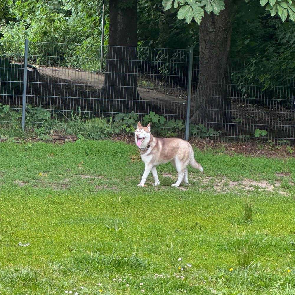 Hundetreffen-Spieltreffen mit meinem Husky-Profilbild