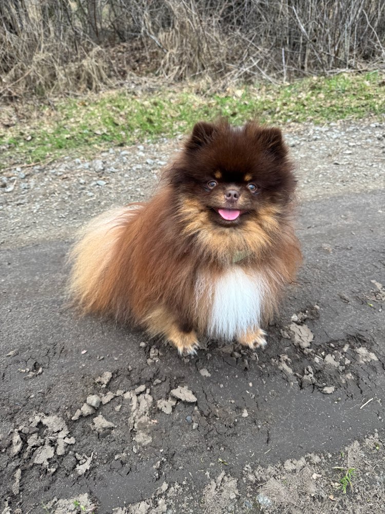 Hundetreffen-Suche kleine Spielgefährten-Profilbild