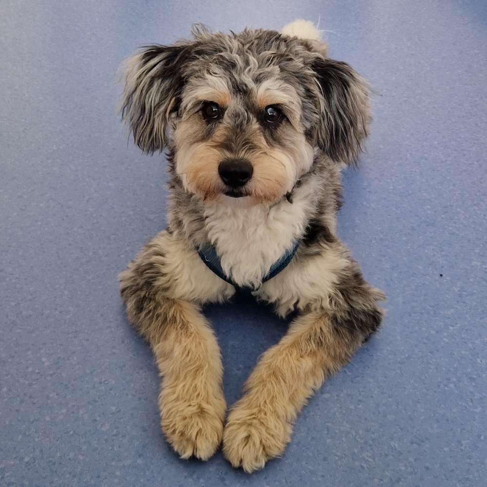 Hundetreffen-Junghundetreffen in Jena Cospeda-Profilbild