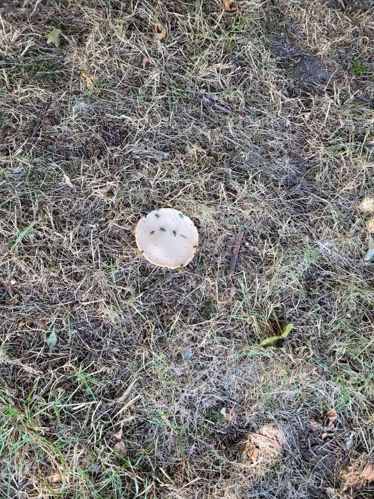 Giftköder-Wiederholt 2 Scheiben Wurst unter Bäumen-Profilbild