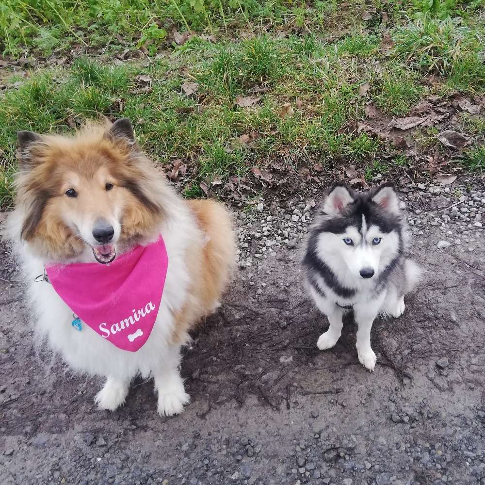 Hundetreffen-Spaziergänge mit Fellnasen Nähe Riegelsberg im Saarland-Profilbild