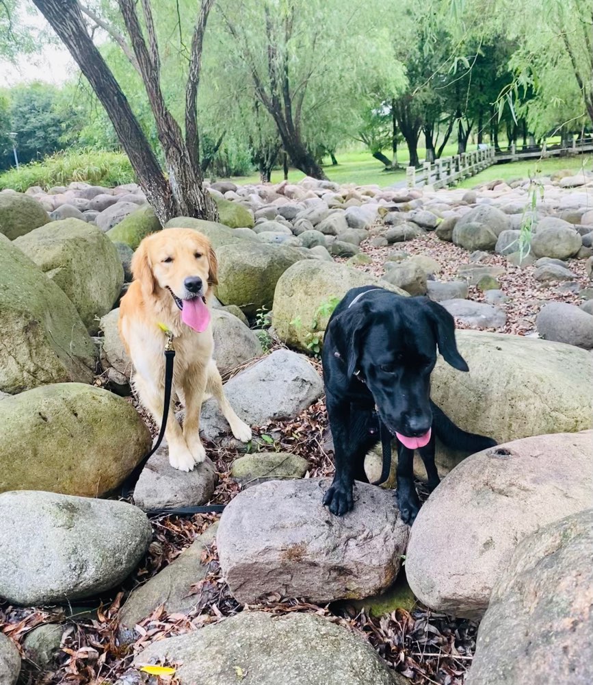 Hundetreffen-Social Dog Walks (Sozialisierung & Hundekommunikation stärken)-Profilbild