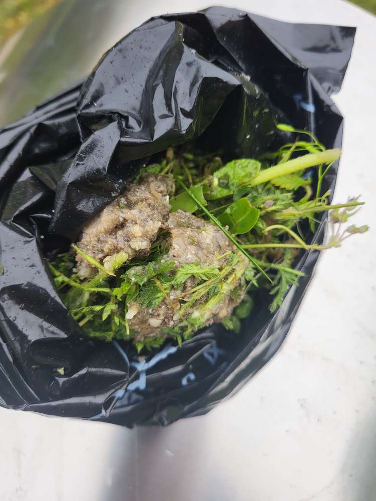 Giftköder-Fressen an den Balkonen vermutlich.-Profilbild