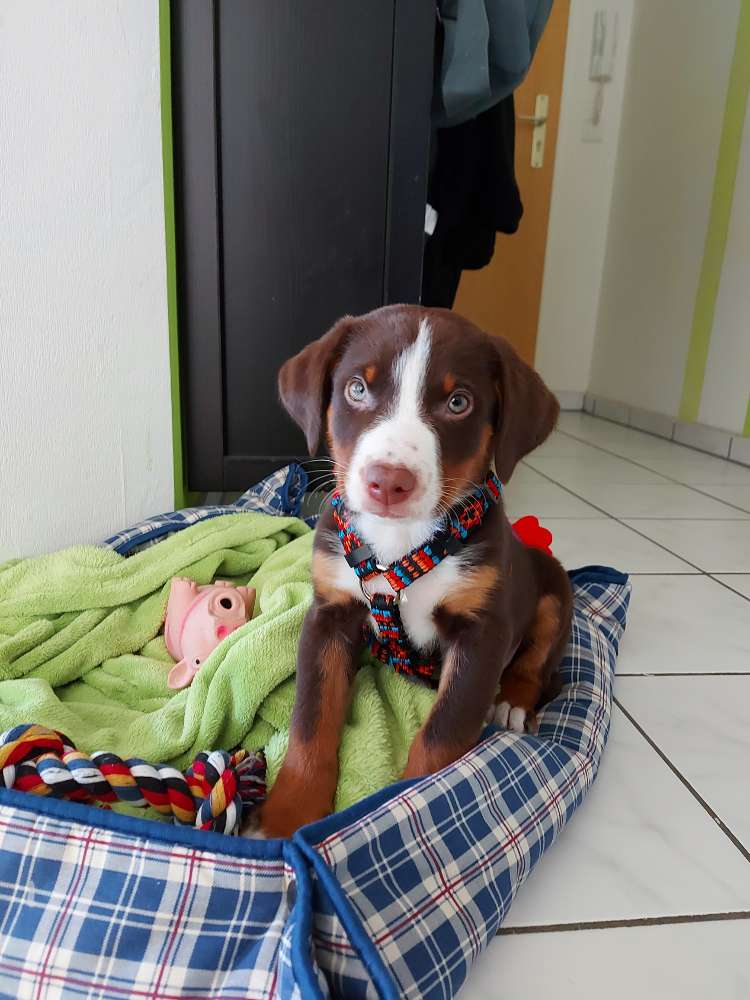 Hundetreffen-Welpentreff-Profilbild