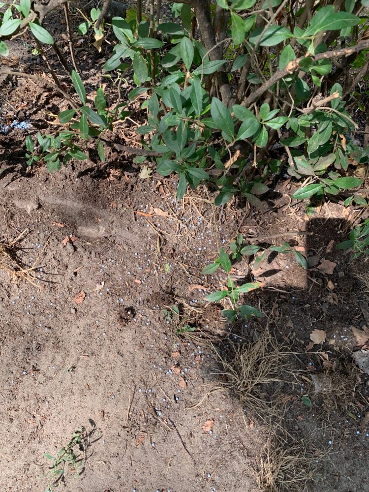 Giftköder-Schneckenkorn oder Rattengift-Profilbild