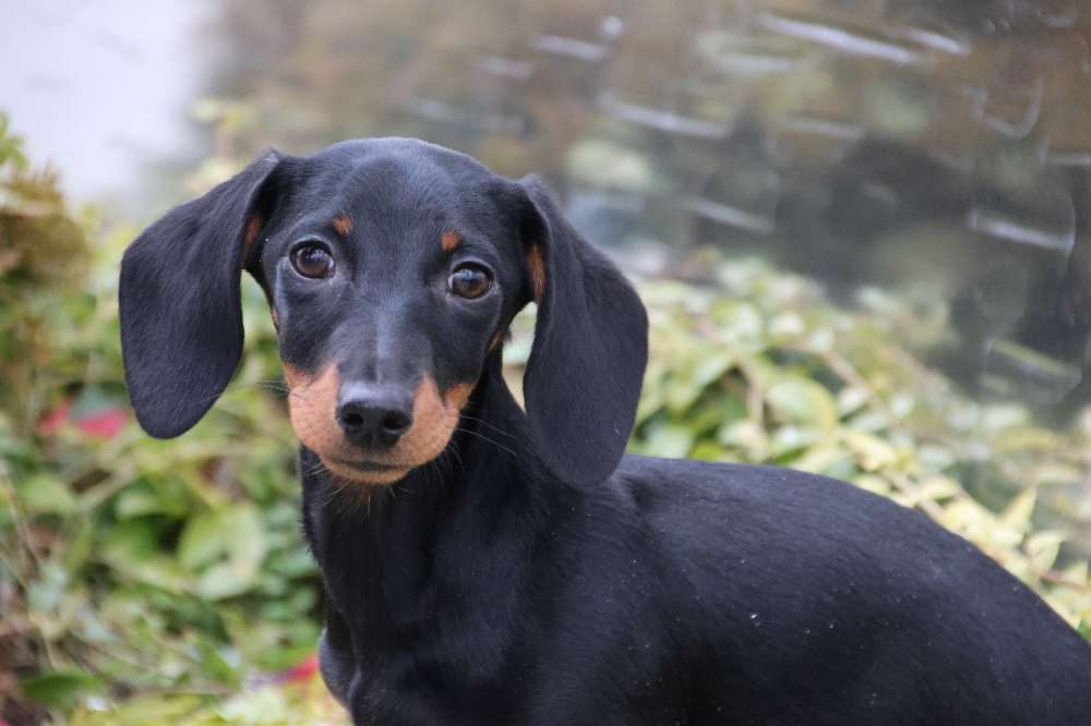 Hundetreffen-Gassi und Trainings Runde-Profilbild