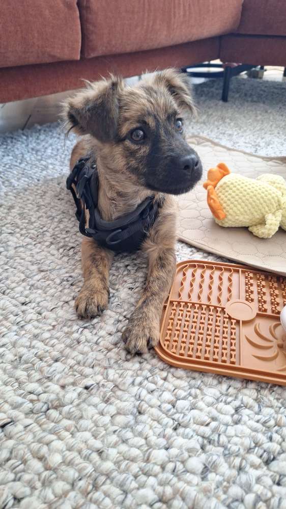 Hundetreffen-Spaziertreffen-Profilbild
