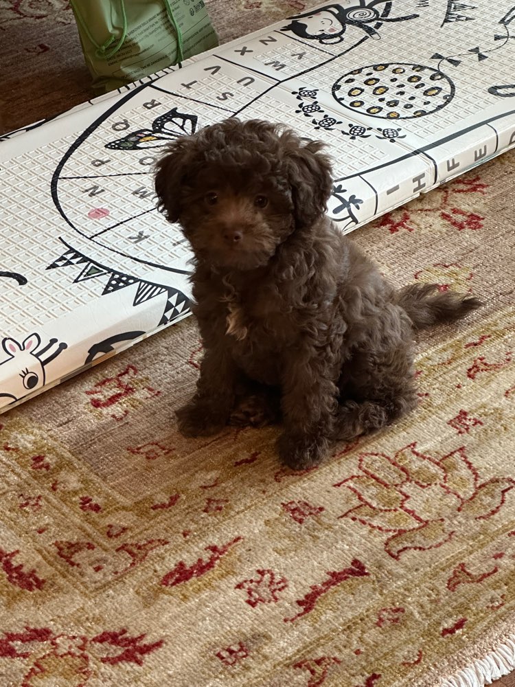 Hundetreffen-Welpentreffen Gevelsberg-Profilbild