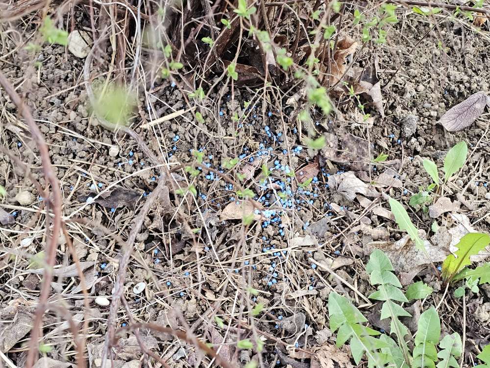 Giftköder-Blaukorn-Profilbild