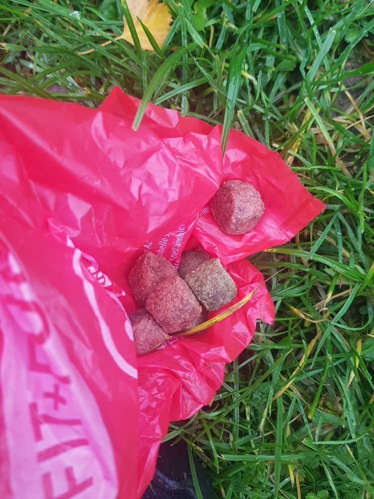 Giftköder-Futterstücke evtl.vergiftet-Profilbild