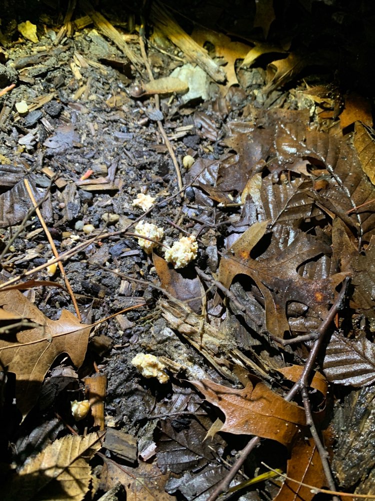 Giftköder-Giftköder-Profilbild