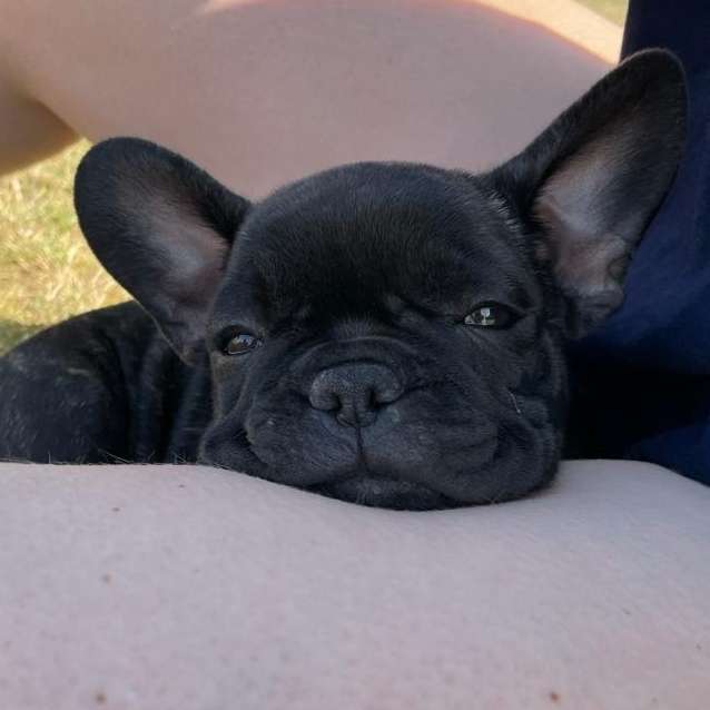Hundetreffen-Welpenspielrunde-Profilbild