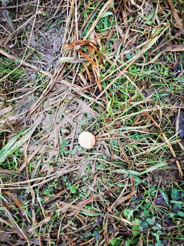 Giftköder-seltsame Leckerchen, ggf. Giftköder-Profilbild