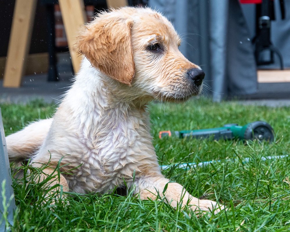 Hundetreffen-Bekanntschaften zum spielen und Gassi gehen gesucht-Profilbild