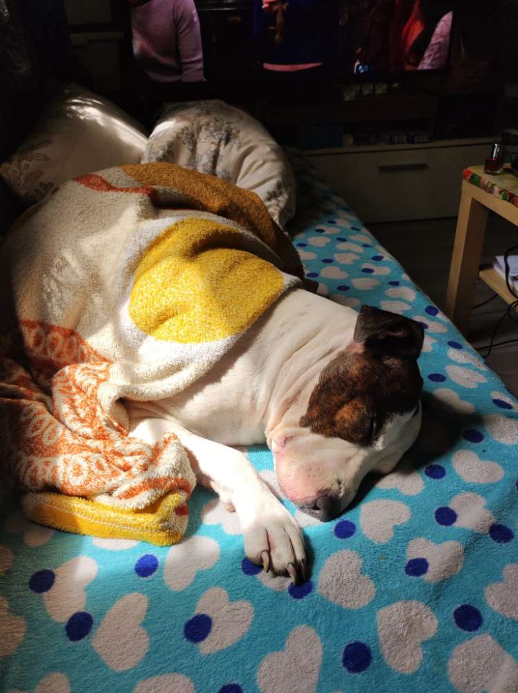 Hundetreffen-Social walk in Wien-Profilbild