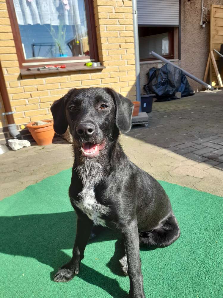 Hundetreffen-Spielpartner gesucht-Profilbild