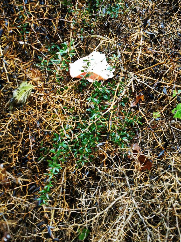 Giftköder-Ausgelegte Wurst im Dornenbusch-Profilbild