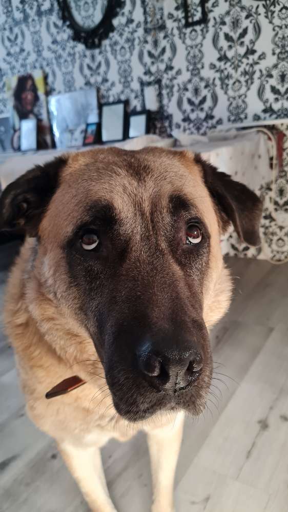 Hundetreffen-Training und Spieltreffen-Profilbild