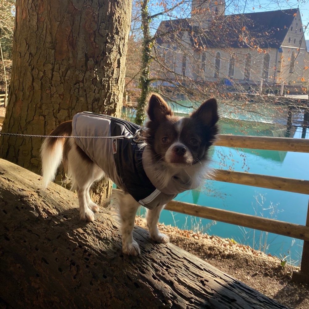 Hundetreffen-Spaziergang und Spielen kleine Hunde-Profilbild