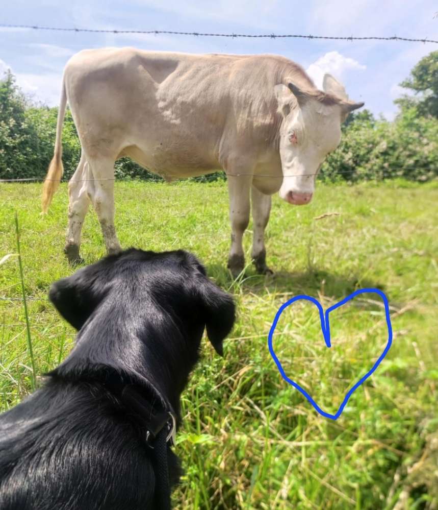 Hundetreffen-Training und Sozialwalk-Profilbild