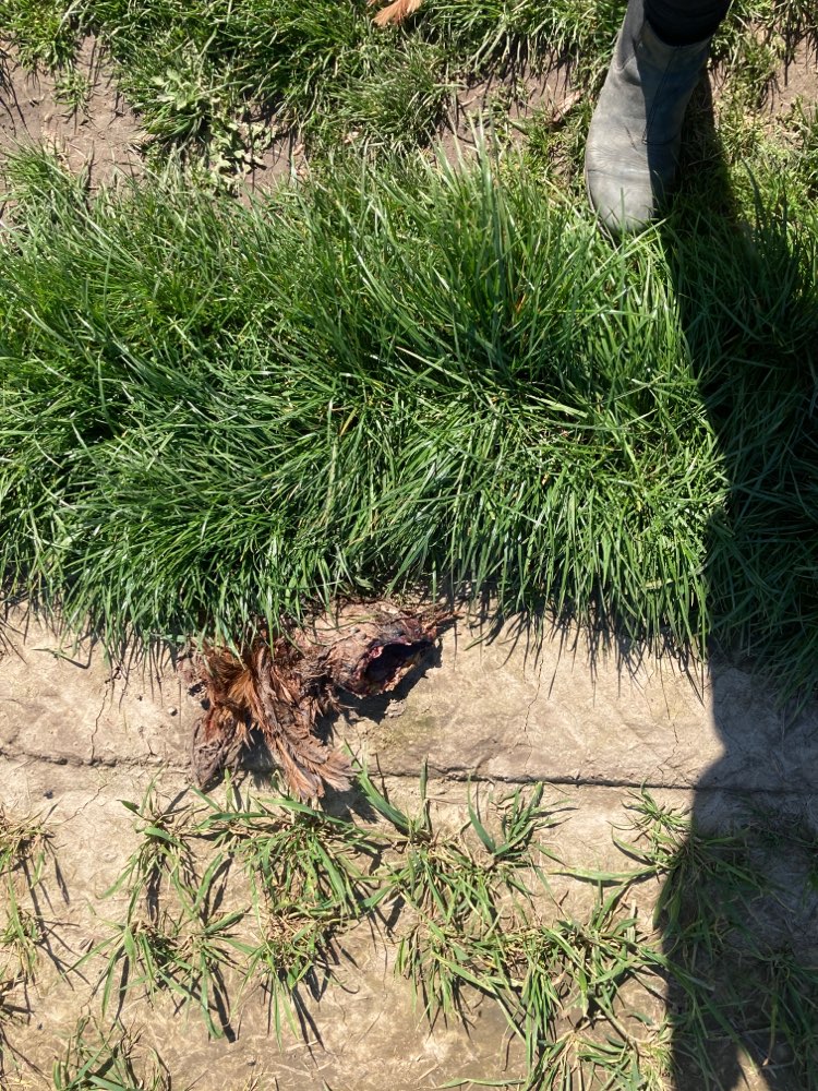 Giftköder-Vogelkadaver in Bonames-Profilbild