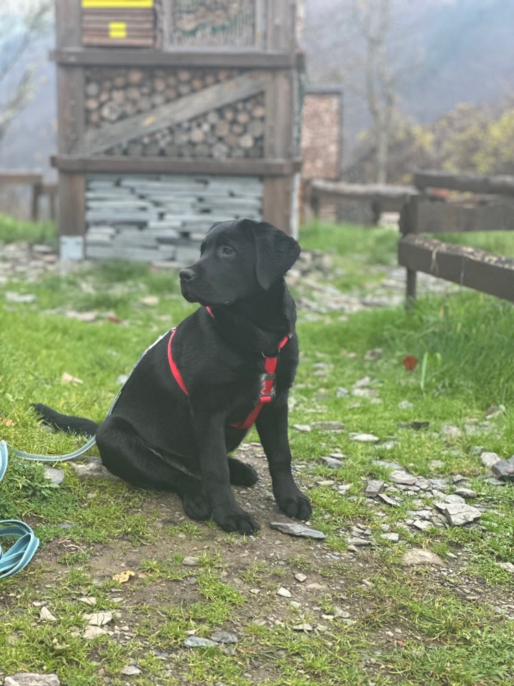 Hundetreffen-Spielen & gemeinsam Gassi gehen! 🐕🐶-Profilbild