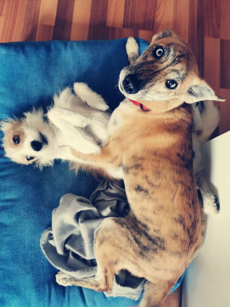 Hundetreffen-Social Walk-Profilbild