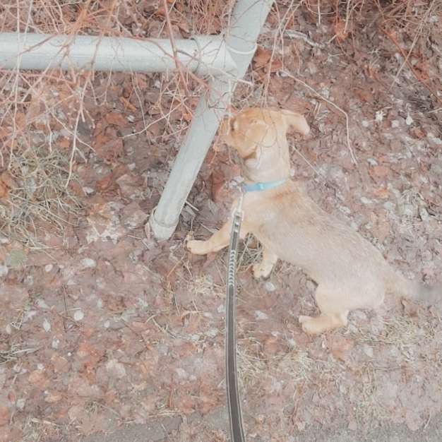 Hundetreffen-Spielfreunde gesucht-Profilbild