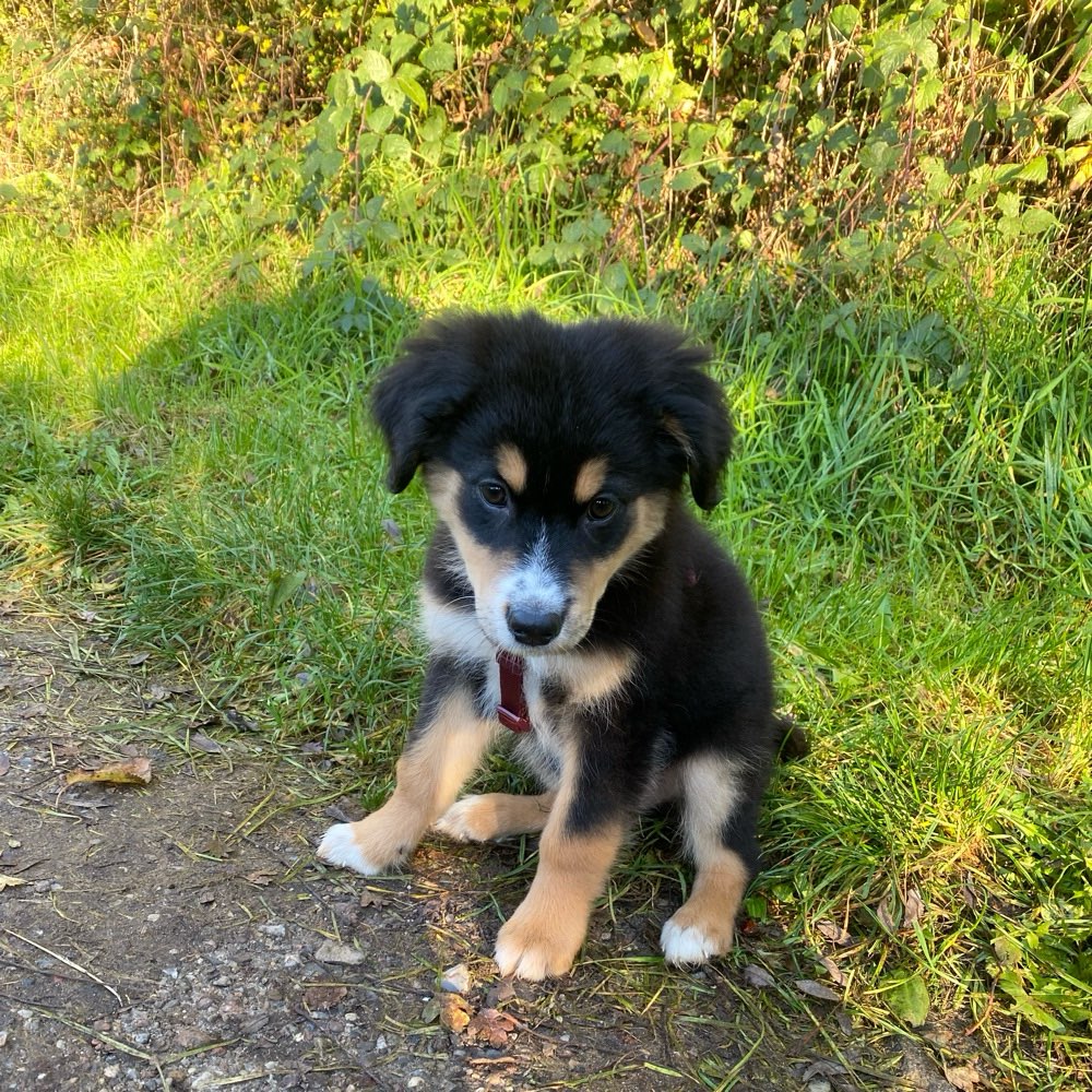 Hundetreffen-Welpentreffen-Profilbild