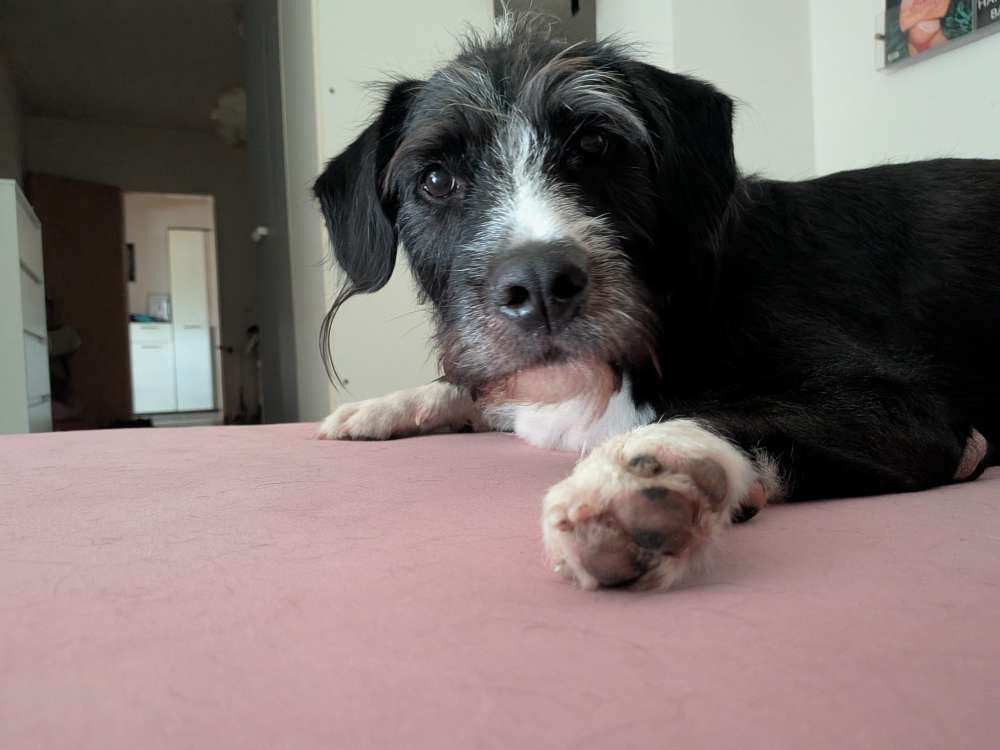 Hundetreffen-Spielekumpel-ine gesucht-Profilbild