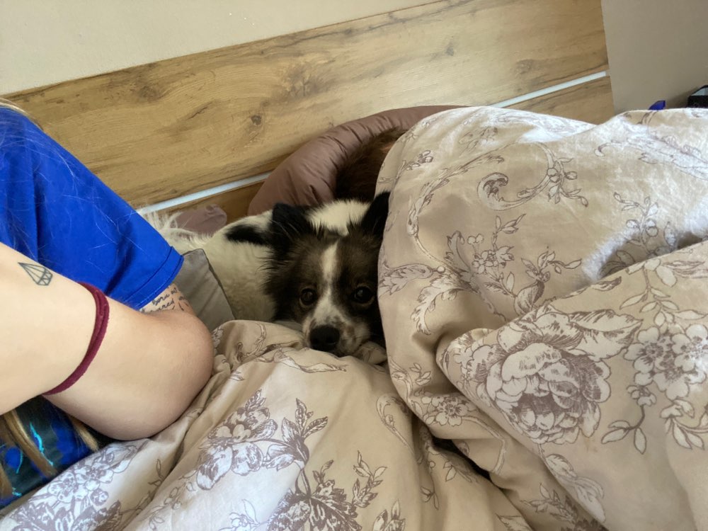 Hundetreffen-Gassi gehen und Trainieren-Profilbild