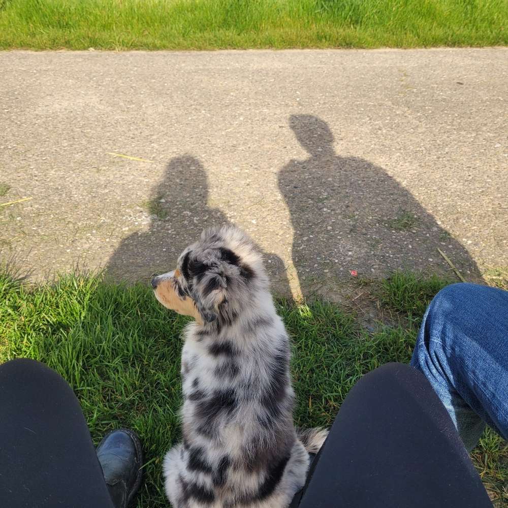 Hundetreffen-Welpentreff spielen + Gassi gehen-Profilbild