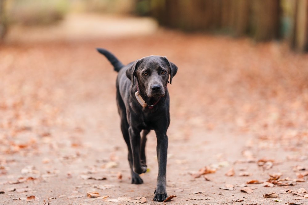 Hundetreffen-🐾 Gemeinsame Gassirunden🐾-Profilbild