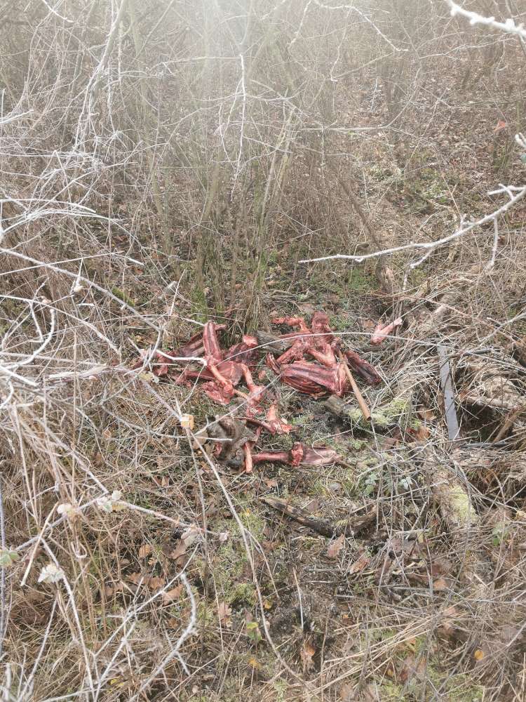 Giftköder-Wildschweinkadaver-Profilbild