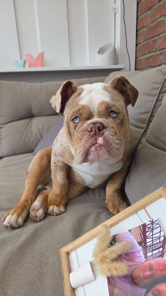 Hundetreffen-Welpentreff in Wittorf-Profilbild