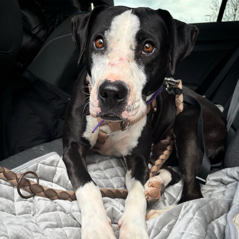 Hundetreffen-Zusammen Gassi gehen-Profilbild