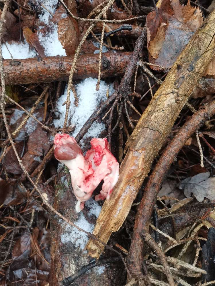 Giftköder-Vorsicht, möglicher Giftköder!-Profilbild