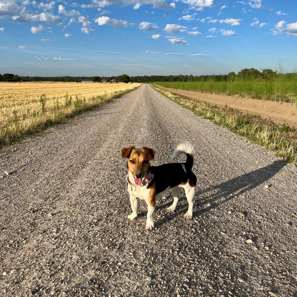 Hundetreffen-Kira sucht Hundefreude-Profilbild