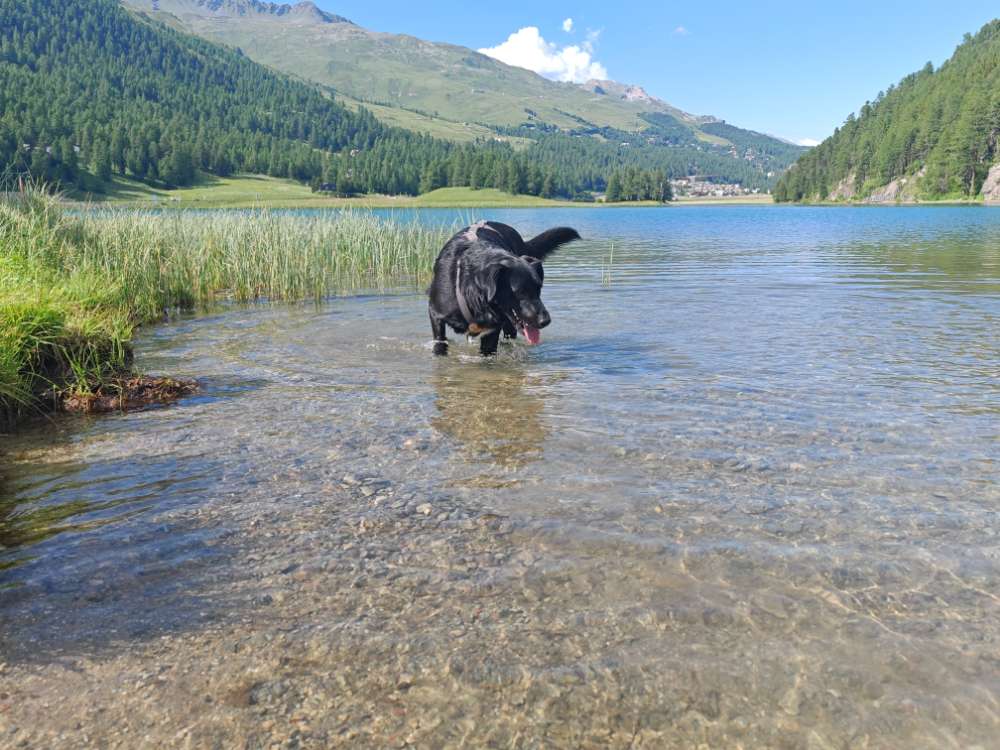 Hundetreffen-Hundestrand rothsee-Profilbild