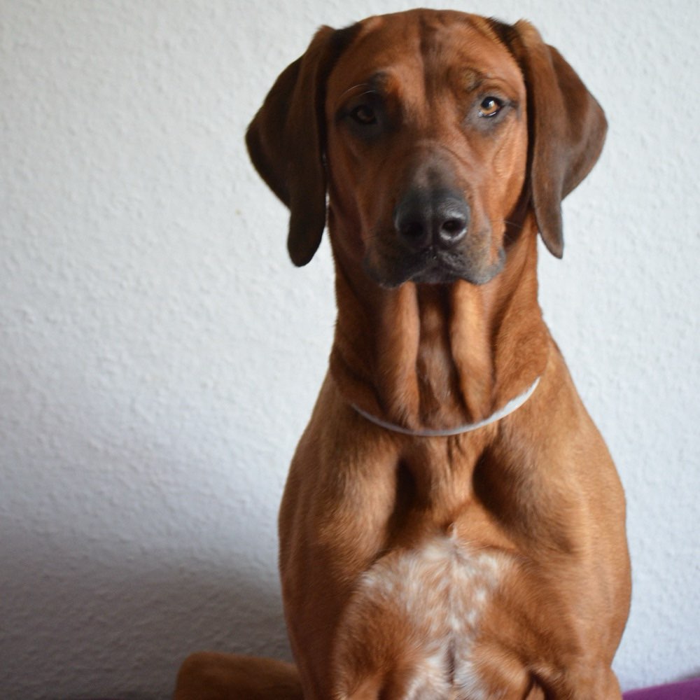 Hundetreffen-Suche Hundebegegnungen ohne direkten Kontakt 🐾-Profilbild