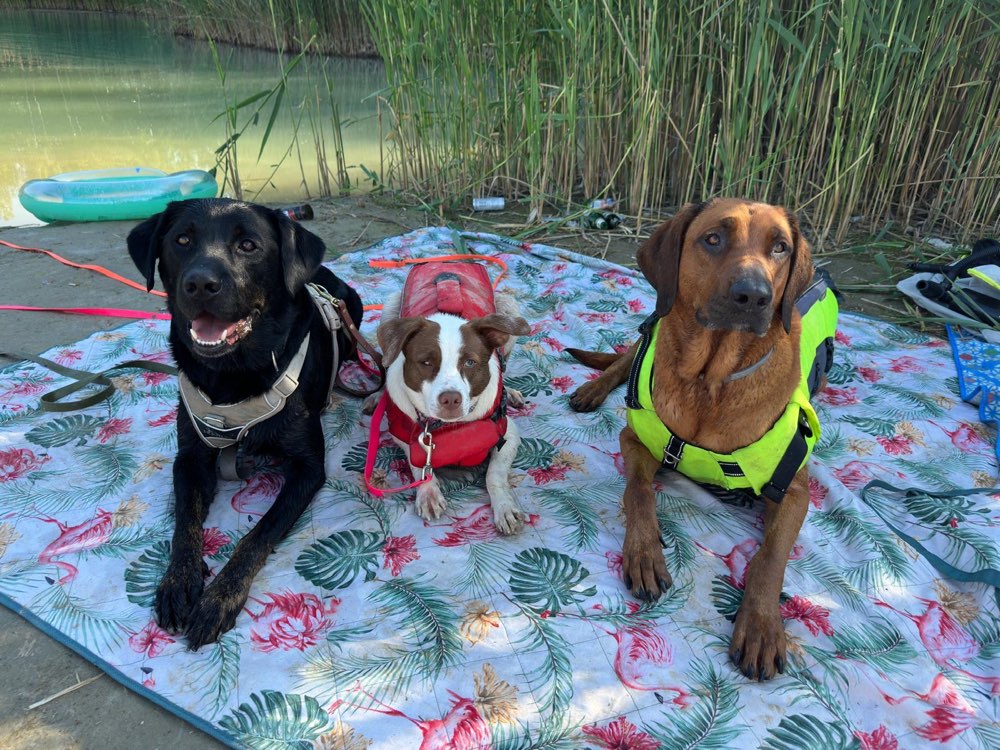 Hundetreffen-🐾 Wir suchen noch eine Fellnase für unser kleines Rudel! 🐾-Profilbild