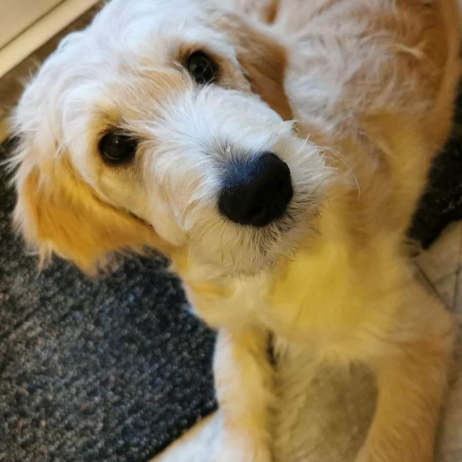 Hundetreffen-Welpen treffen in Solingen Höhscheid-Profilbild