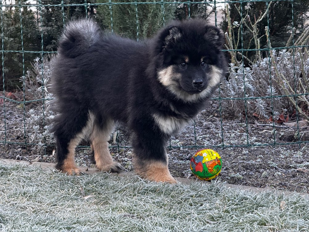 Hundetreffen-Welpentreffen in Bad Oeynhausen-Profilbild