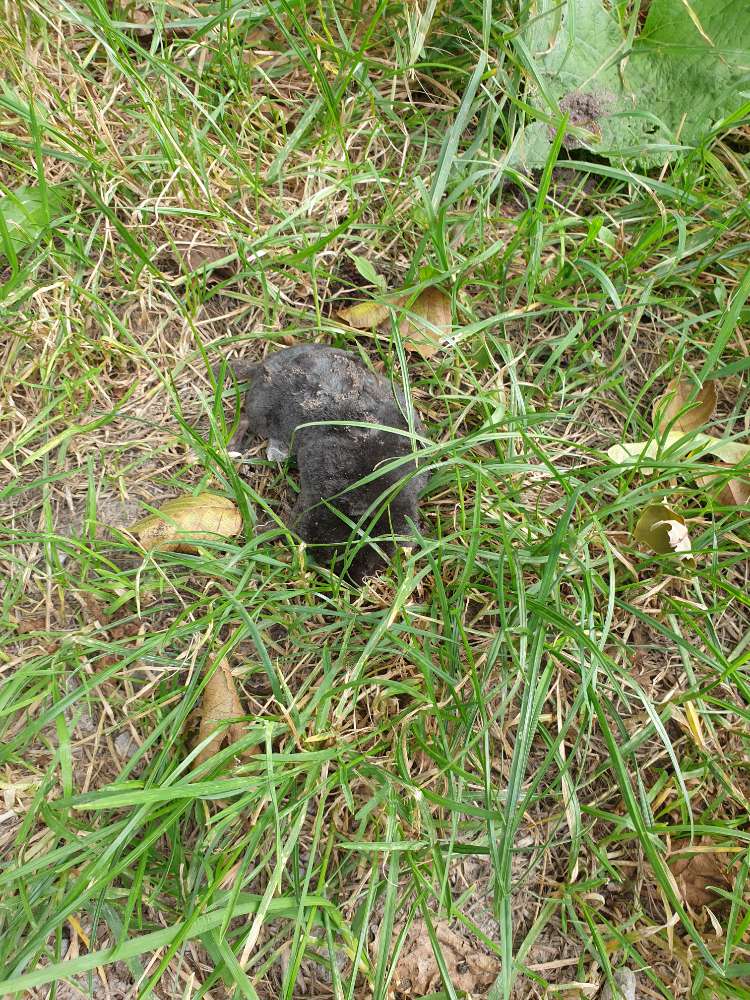 Giftköder-Toter Maulwurf-Profilbild